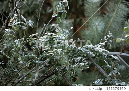 Twigs of wild plants on a frosty morning in the forest. 136379569