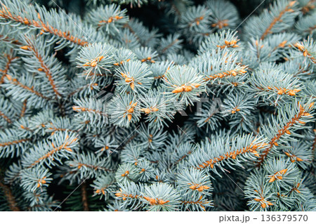 Branches of a pine tree close-up, short needles of a coniferous tree. 136379570