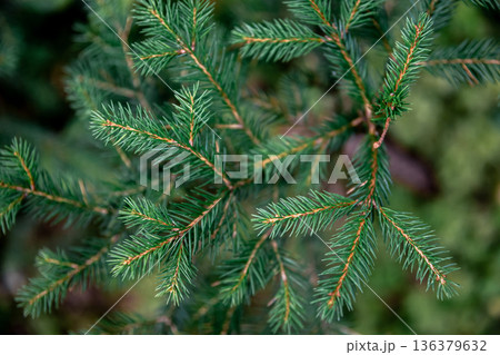 Christmas tree branches in the forest close-up, natural background. Christmas tree branches in the forest close-up, natural background. 136379632