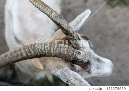 Close-up, beautiful textured goat horns, top view. 136379639