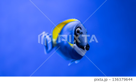 Close-up of a blue fish with a yellow one in an aquarium. 136379644