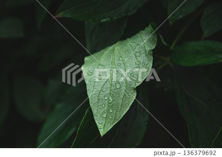 Close-up, a large green leaf in raindrops. Close-up, a large green leaf in raindrops. 136379692