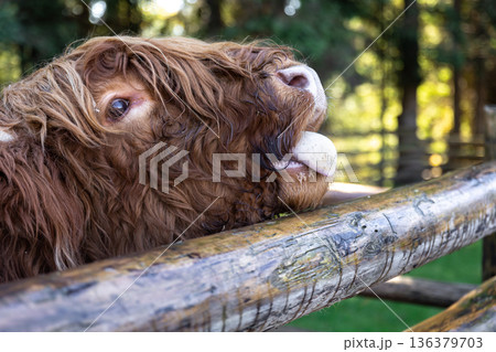 Close-up, muzzle of a bull behind a wooden partition. Close-up, muzzle of a bull behind a wooden partition. 136379703