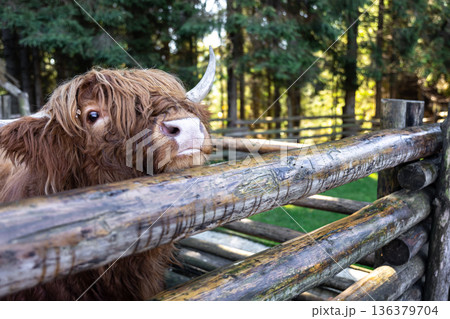 Close-up, muzzle of a bull behind a wooden partition. Close-up, muzzle of a bull behind a wooden partition. 136379704