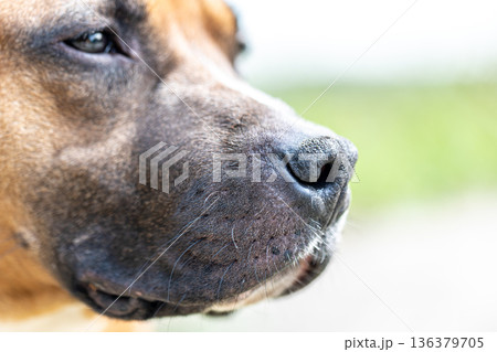 Close-up of a dog's muzzle, a labrador's muzzle. 136379705