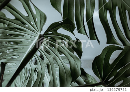 Close-up of textured beautiful natural monstera leaves. Close-up of textured beautiful natural monstera leaves. 136379731
