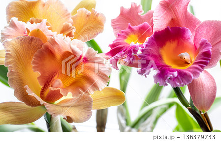 Close-up of Thai orchid on a blurred background, macro photography. Close-up of Thai orchid on a blurred background, macro photography. 136379733