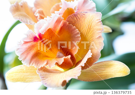 Close-up of Thai orchid on a blurred background, macro photography. 136379735
