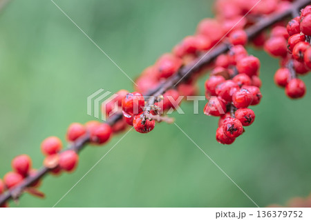 Close-up of wild red berries, rowan bush. 136379752