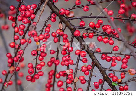 Close-up of wild red berries, rowan bush. Close-up of wild red berries, rowan bush. 136379753