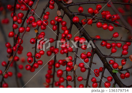 Close-up of wild red berries, rowan bush. 136379754