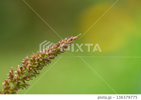 Cobweb on a wild flower, macro shot, blurred background. 136379775