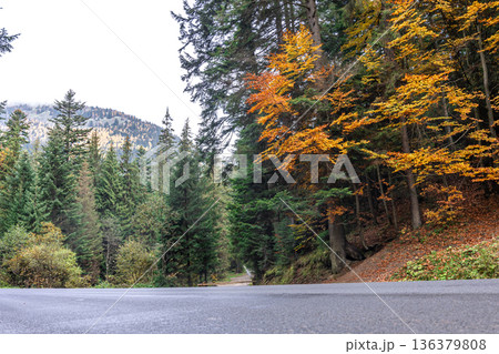 Coniferous forest in the highlands in early autumn. 136379808