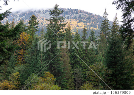 Coniferous forest in the highlands in early autumn. Coniferous forest in the highlands in early autumn. 136379809