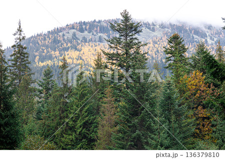 Coniferous forest in the highlands in early autumn. Coniferous forest in the highlands in early autumn. 136379810
