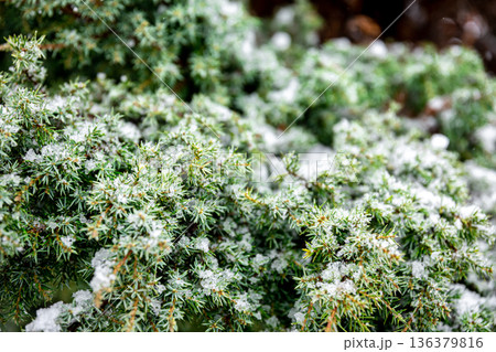 Coniferous plant in winter covered with snow, close up. 136379816