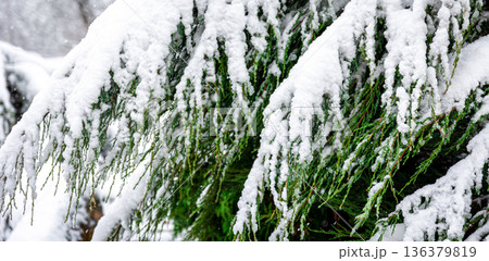 Coniferous plant in winter covered with snow, close up. Coniferous plant in winter covered with snow, close up. 136379819
