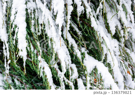 Coniferous plant in winter covered with snow, close up. Coniferous plant in winter covered with snow, close up. 136379821