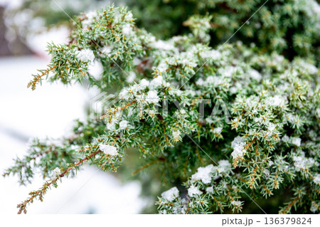 Coniferous plant in winter covered with snow, close up. 136379824