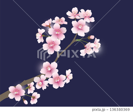 桜の花（ネイビー背景） 136380369