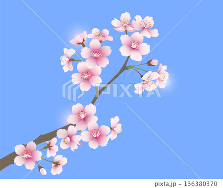 桜の花（ライトブルー背景） 136380370