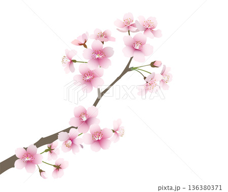 桜の花（背景透過） 136380371