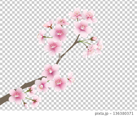 櫻花（透明背景） 136380371