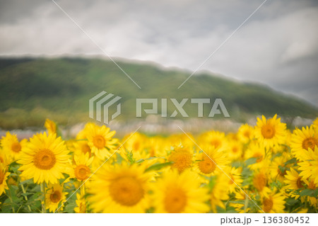 遅咲きの京都市西京区大原野の満開の向日葵を撮影 136380452