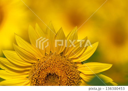 遅咲きの京都市西京区大原野の満開の向日葵を撮影 136380453