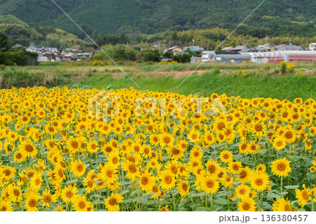 遅咲きの京都市西京区大原野の満開の向日葵を撮影 136380457