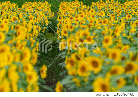 遅咲きの京都市西京区大原野の満開の向日葵を撮影 136380469