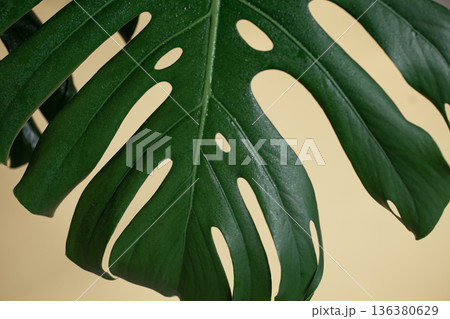 Natural background with tropical monstera leaf close up. Natural background with tropical monstera leaf close up. 136380629