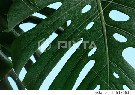 Natural background with tropical monstera leaf close up. 136380630