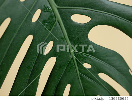 Natural background with tropical monstera leaf close up. Natural background with tropical monstera leaf close up. 136380633