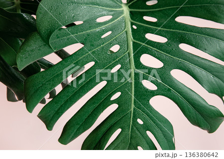 Natural background with tropical monstera leaf close up. Natural background with tropical monstera leaf close up. 136380642