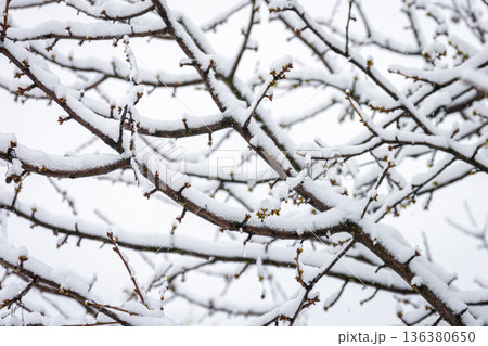 Tree branches in spring covered with snow, close up. Tree branches in spring covered with snow, close up. 136380650