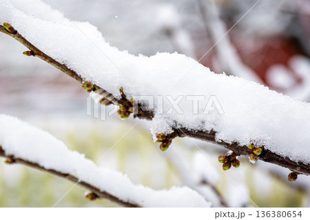 Tree branches in spring covered with snow, close up. 136380654