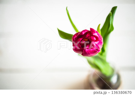 tulip top view, tulip top view, 136380670