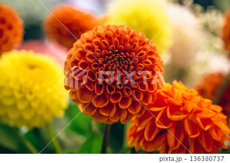 Orange and yellow dahlias flowers on a blurred background, soft focus. Orange and yellow dahlias flowers on a blurred background, soft focus. 136380737