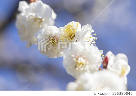 白い梅の花 白い梅の花 136380849