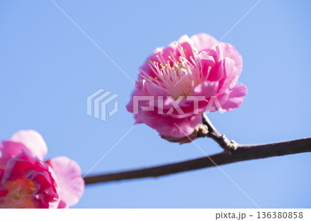 ピンクの梅の花 136380858