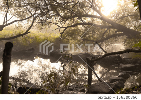 River with rapids in the fog in the forest in the morning at dawn. 136380860