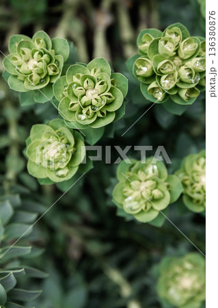 Rosetta stonecrop, or Sedum rosetta. Close-up photo of its small green leaves. 136380876