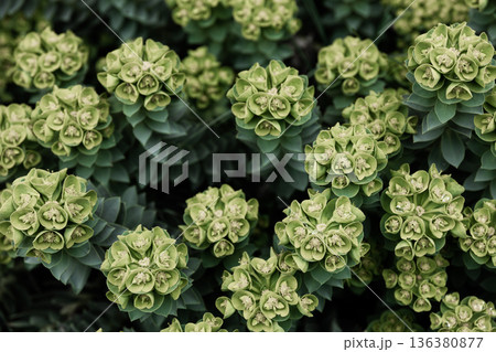 Rosetta stonecrop, or Sedum rosetta. Close-up photo of its small green leaves. 136380877