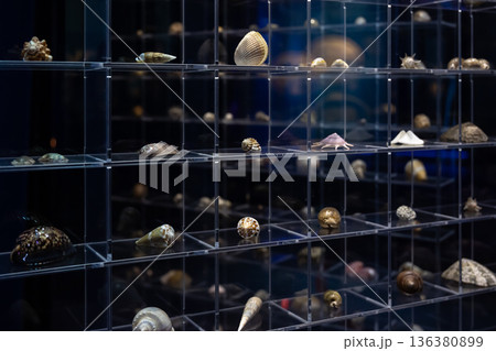 Shell exhibition, maritime museum, aquarium with different types of shells. 136380899
