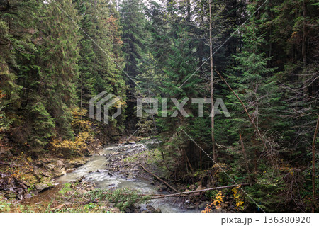 A small river in a coniferous forest in a mountainous area. A small river in a coniferous forest in a mountainous area. 136380920