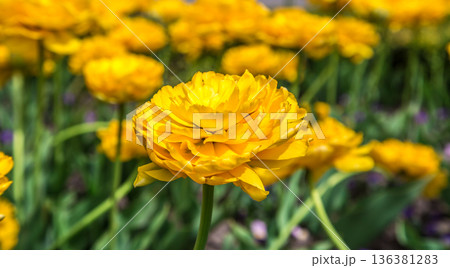 Terry yellow tulips on the flowerbed Terry yellow tulips on the flowerbed 136381283