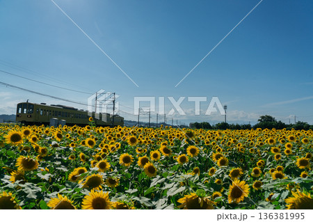 滋賀県東近江市野口町で近江鉄道と撮った満開の向日葵 136381995
