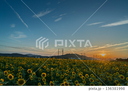 滋賀県東近江市野口町で近江鉄道と撮った満開の向日葵 136381998