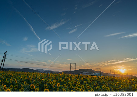 滋賀県東近江市野口町で近江鉄道と撮った満開の向日葵 滋賀県東近江市野口町で近江鉄道と撮った満開の向日葵 136382001